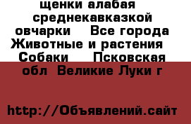 щенки алабая ( среднекавказкой овчарки) - Все города Животные и растения » Собаки   . Псковская обл.,Великие Луки г.